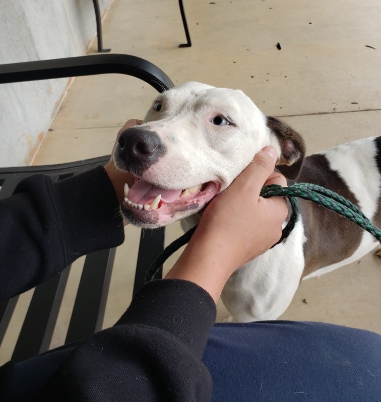 Olivia, a brown and white dog, looking up at a person cupping her face.