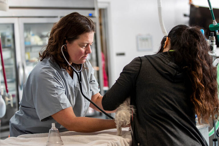 clinic staff examining a dog