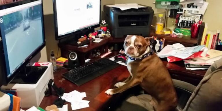 brown pug boston terrier mix standing in front of desk computer - 5 Webinars You Don't Want to Miss