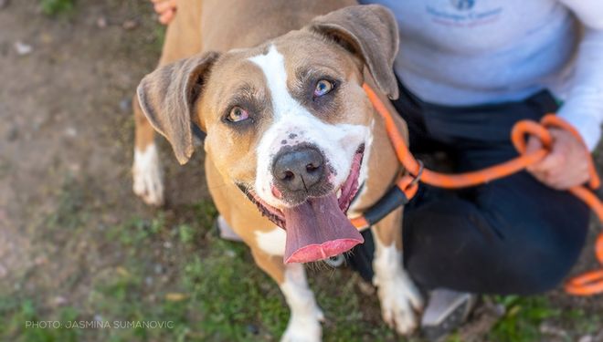 Big dog on orange leash | Human Animal Support Services & HeARTs Speak Communications Kits, Big Dogs
