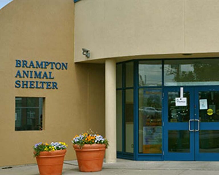 Brampton Animal Shelter