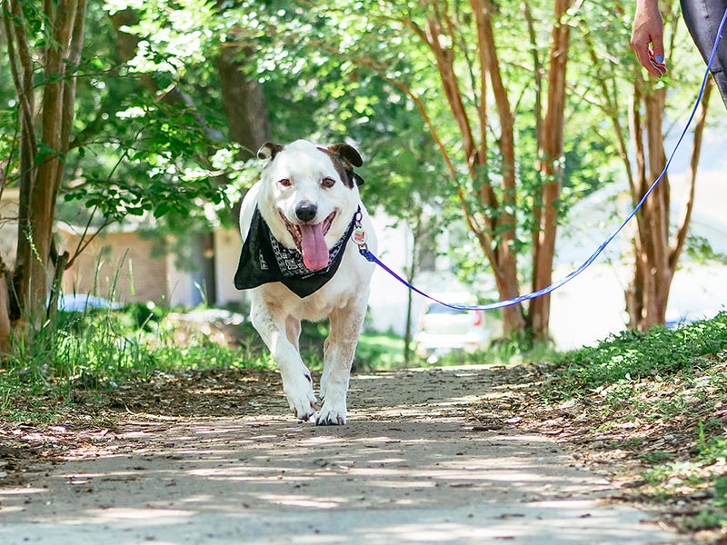 Bumpy, a dog, walking on a leash in the shade.