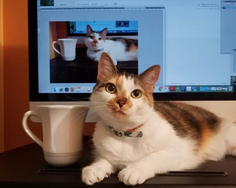Cat sitting in front of the computer - Case Management- Make It Your Animal Shelter's Superpower