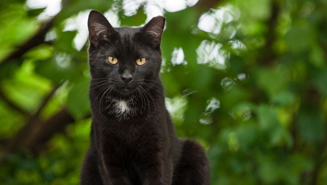 black cat outside green background - Cats and Kittens - HASS and HeARTs Speak Communications Kits