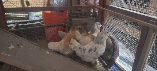 Chicken Fostering Isn’t Just a Good Idea It’s Clucking Great Chickens in coop - Chicken Fostering Isn’t Just a Good Idea It’s Clucking Great