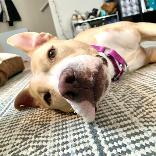 foster dog laying on his side looking at camera