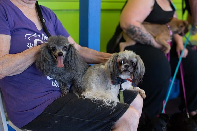 People holding small dogs