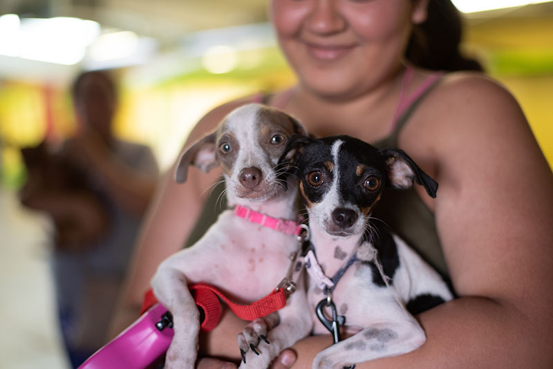 latina woman holding two small matching dogs
