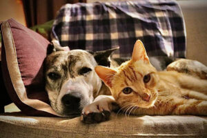 Dog and Cat Snuggled on a Couch - 5 Ways Your Animal Shelter Can Facilitate Mutual Aid to Keep Pets in Homes