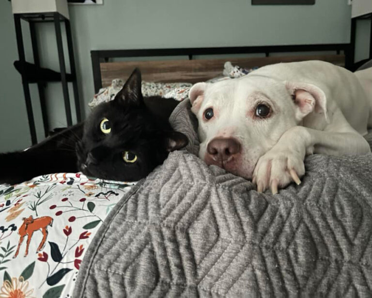 Dog and cat snuggled up - Animal Advocates Need to Be Housing Advocates, Too
