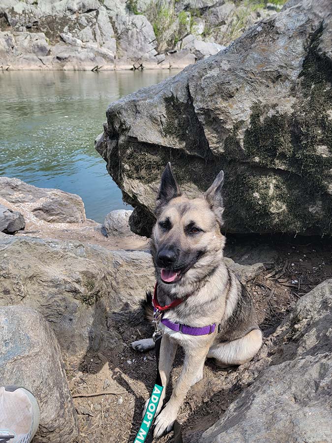 Dog at lake - Here's How 'Virtual Fostering' Can Help Your Shelter's Pets