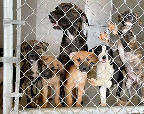 mom dog and puppies in kennel