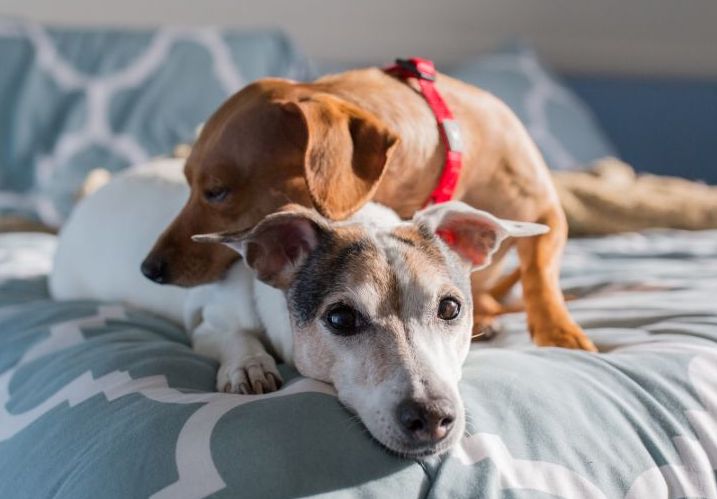 Dogs snuggling on a bed | Human Animal Support Services & HeARTs Speak Communications Kits Supported Self Rehoming