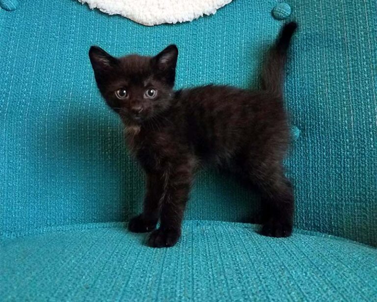 Small black kitten against a teal background.