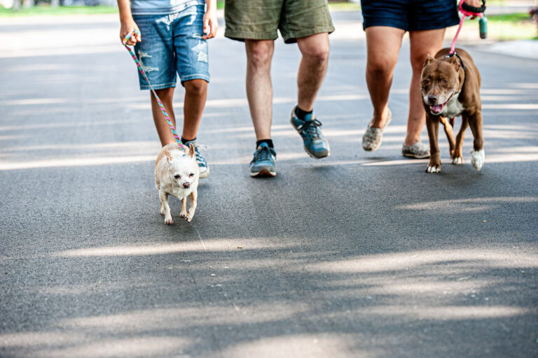 Family walking dogs - The Latest from Human Animal Support Services