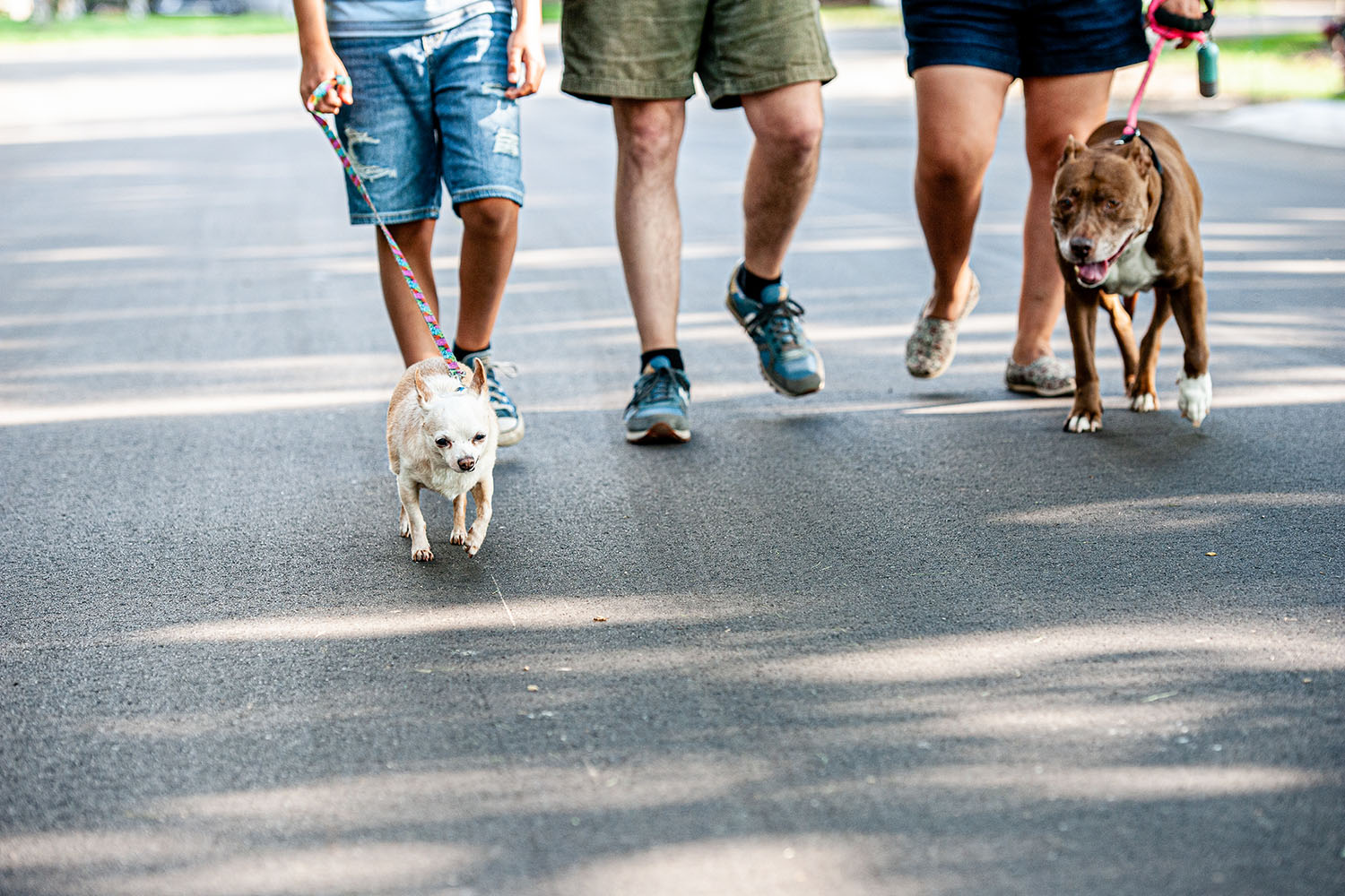 Family walking dogs Human Animal Support Services - Beyond the Save Rate: Integrating People into the Sheltering Equation
