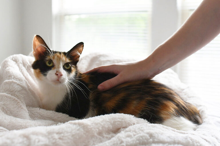 Cat on a white blanket being pet