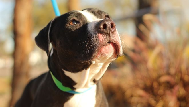 Fostering - Black dog outside looking up - HASS and HeARTs Speak Communications Kits