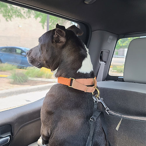 Geraldine, a black pittie, looking out the car window.