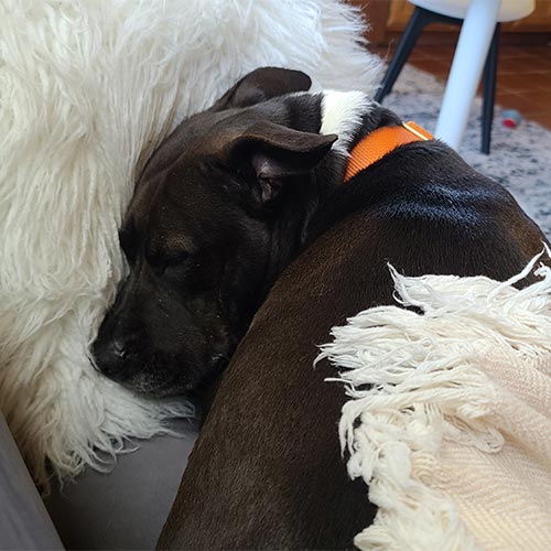 Geraldine, a black pittie, curled up on the couch.