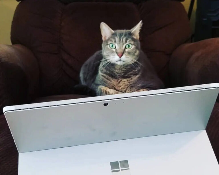 Get Inspired With 5 Must-See Webinars - Cat watching tablet