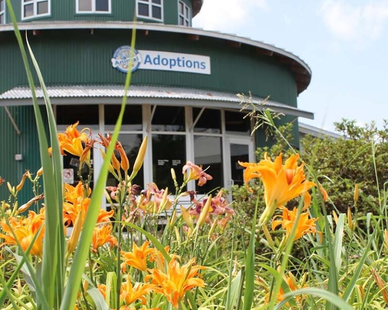 Greenville Animal Building