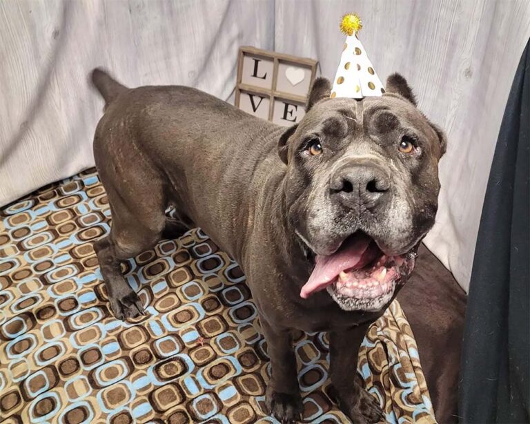 Grey pittie wearing a party hat - Animal Welfare Resolutions for 2023
