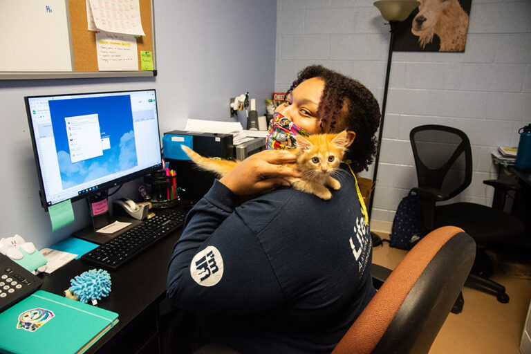 Rehoming Technology Guide - Woman holding kitten and working at a desk at LifeLine Animal Project - Human Animal Support Services Data and Research