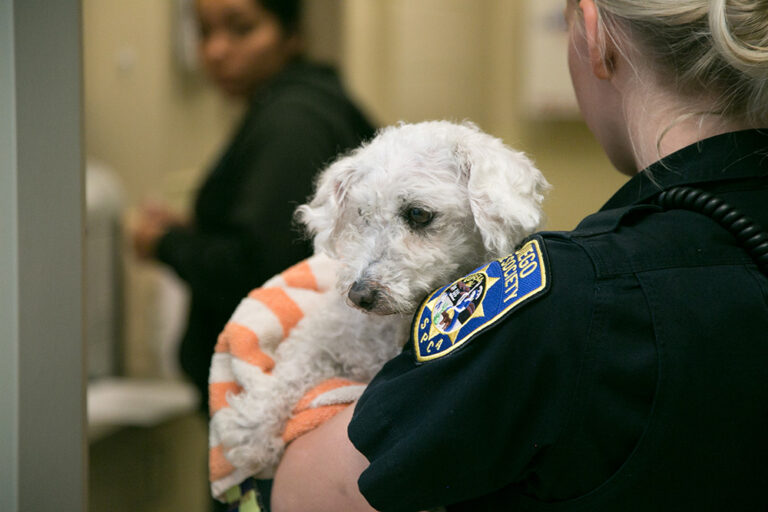 HASS Education and Implementation - Lost Pet Reunification - San Diego Humane Society field services officer carrying a small dog