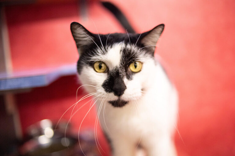 Black and white cat on red background