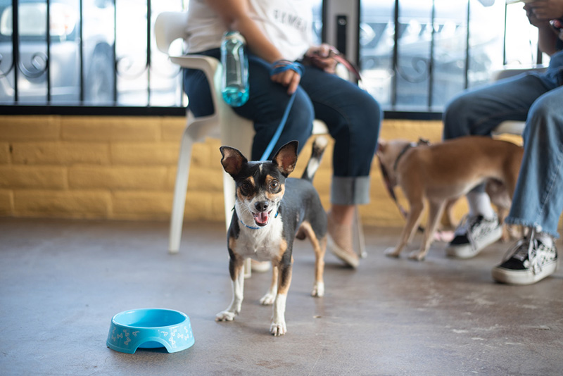 Small dog on a leash looking at the camera | HASS and HeARTs Speak Community Partnerships Communications Kit
