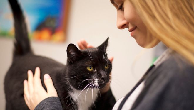 Volunteer Integration Communications Kit - Woman petting a black and white cat