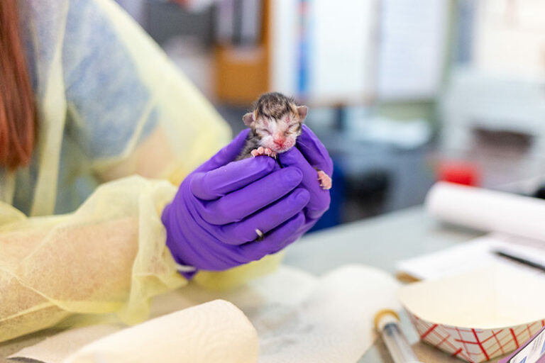Tiny Bottle Baby Kitten being held by a clinic staff member