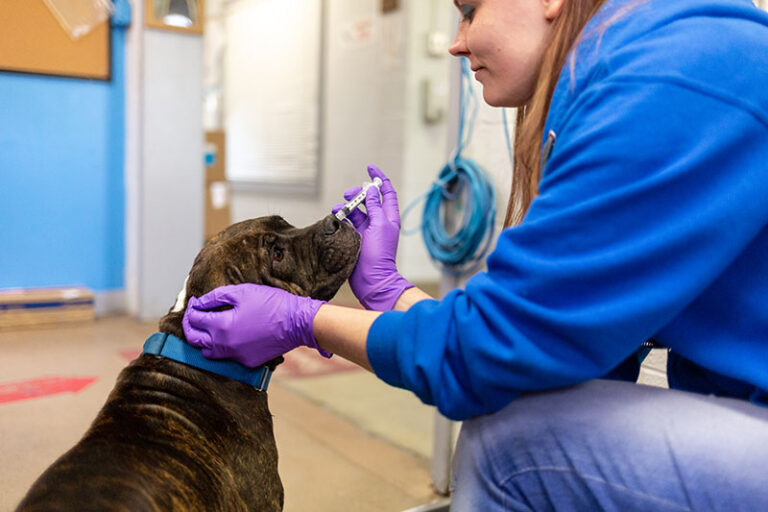 Person providing care to a large dark colored dog.