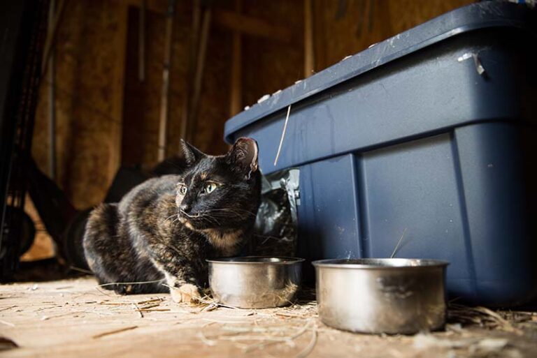 community cat sitting next to a tub and some bowls