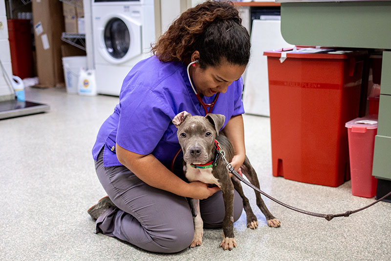 vet tech in purple shirt holding gray puppy
