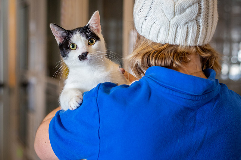 woman in blue shirt holding black and white cat