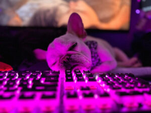How I Learned to Love ChatGPT for Shelter Marketing - Dog asleep at a keyboard