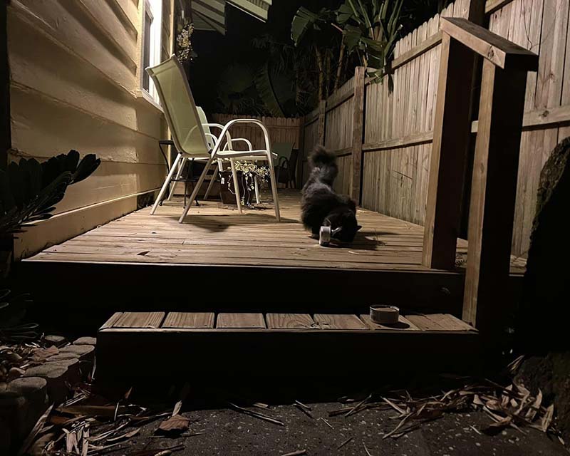 How I Lost My Cat, and Found My Community (and Found My Cat) - Chappy on the Deck