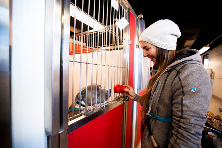 How to Pilot a Program - Woman at a kennel at Pima Animal Care Center - Human Animal Support Services