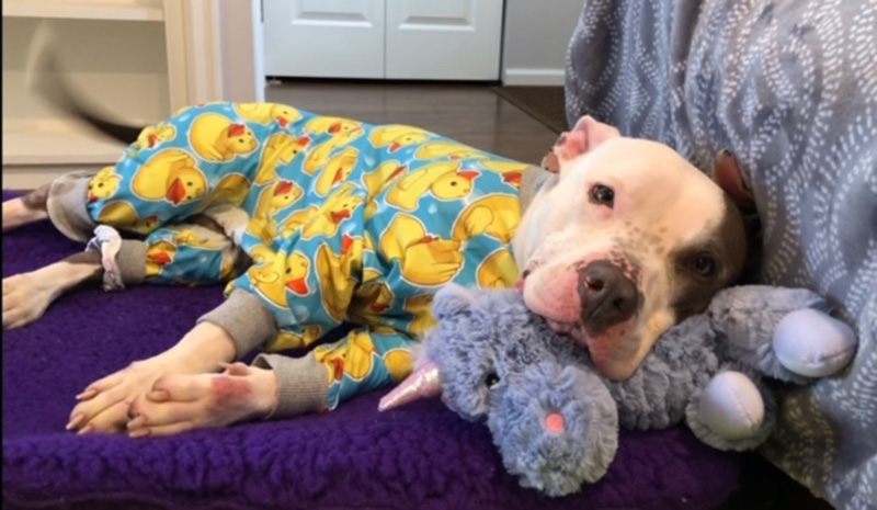 Brown and white pittie type dog wearing rubber duck pajamas and laying on top of a stuffed unicorn.