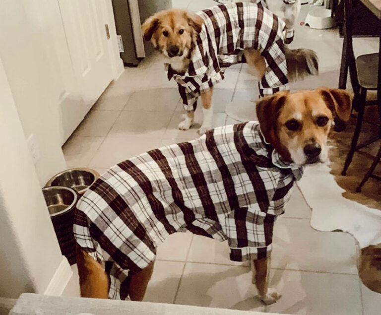 Two dogs wearing pajamas