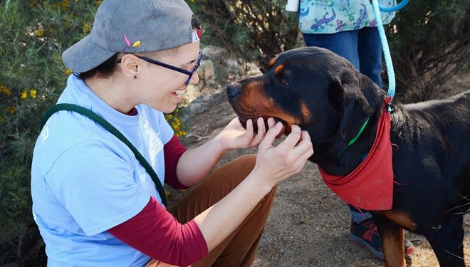 person with hat petting black and tan dog - Introduction to Community Focused Animal Services - HASS and HeARTs Speak Communications Kits