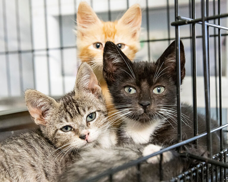 It’s Raining Cats and Kittens: How to Save More Feline Lives This Kitten Season