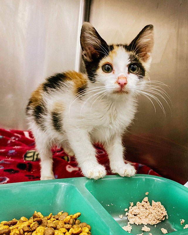 Kitten eating - Here’s How Your Shelter Can Get Help With Basically Anything for Free