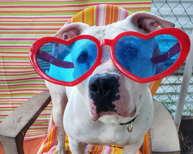 Meeklo, a white pittie type dog, wearing big red heart shaped sunglasses sitting in a beach chair. Featured image for "With Summer Temps Ahead, It’s Time to Up Your Dog Parenting Game"