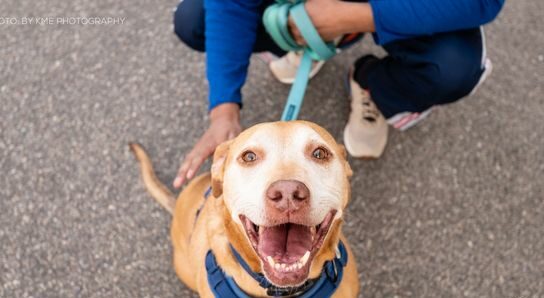 Tan dog smiling up at the camera with a person holding the leash - Neighbors Helping Neighbors -HASS-HeARTs-Speak-Communications-Kit
