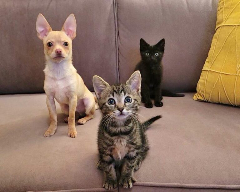 New Year, New Opportunity to Use These 10 Tools and Resources! - Two kittens and a dog sitting on a grey couch