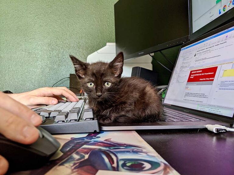 Black kitten sitting on a laptop