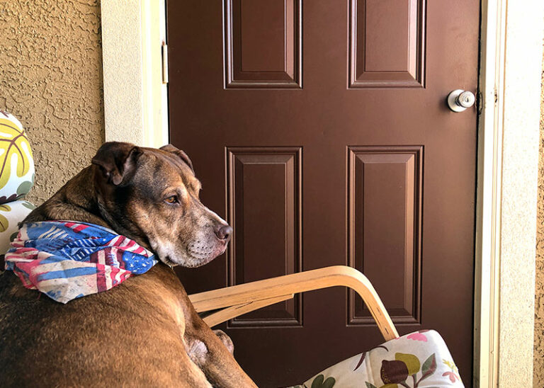 Brown dog sitting in a patio chair wearing an American Flag bandana | Find a Lost Dog this July 4th? Keep Them in the Neighborhood to Get Them Home